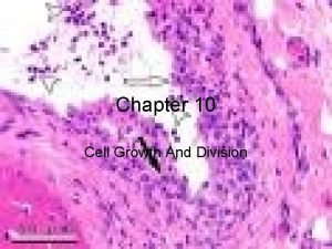 Chapter 10 Cell Growth And Division I Cell