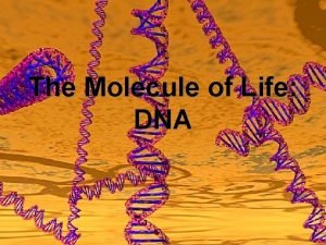 The Molecule of Life DNA The Molecule of