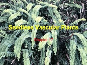 Seedless Vascular Plants Chapter 17 Seedless vascular plants