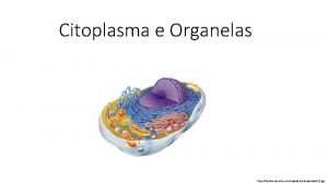 Citoplasma e Organelas http brasilescola uol com bruploadecitoplasma