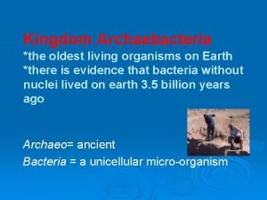 What do archaebacteria eat