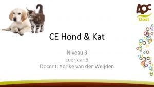 CE Hond Kat Niveau 3 Leerjaar 3 Docent