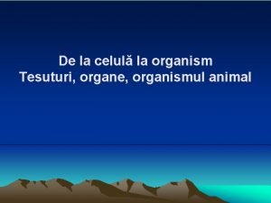 De la celul la organism Tesuturi organe organismul