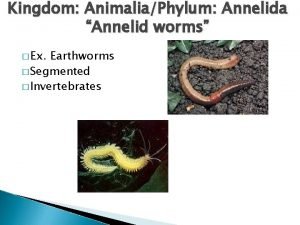 Kingdom AnimaliaPhylum Annelida Annelid worms Ex Earthworms Segmented