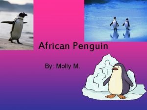 Physical characteristics of a penguin