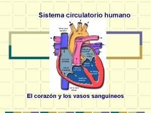 Sistema circulatorio humano El corazn y los vasos