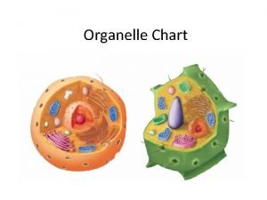 Organelle functions chart