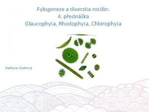 Fylogeneze a diverzita rostlin 4 pednka Glaucophyta Rhodophyta