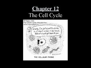 Chapter 12 The Cell Cycle Cell Division Zebra