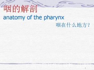 nasopharynx epipharynx adenoid pharyngeal opening of auditory tube