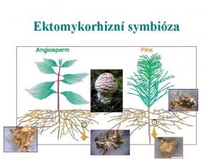 Ektomykorhiza
