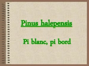 Pinus halepensis Pi blanc pi bord Introducci s