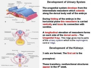 Development of Urinary System The urogenital system develops