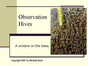 Observation Hives A window on the bees Copyright