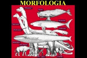 MORFOLOGIA Ultrasaurus Physeter Carcharodon Supersaurus Dunkleosteus Brachiosaurus Balaenoptera