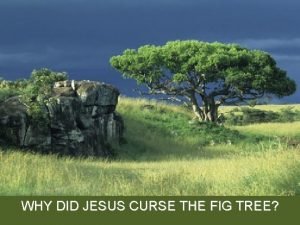 Why did jesus curse the fig tree