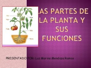 Que son las plantas