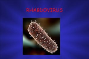 Lyssavirus rhabdoviridae