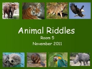 Animal Riddles Room 5 November 2011 Abigails Animal