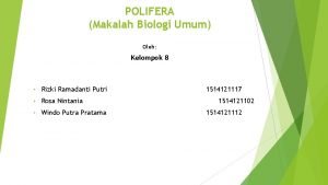 Polifera