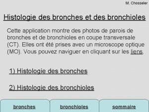 Histologie des bronchioles