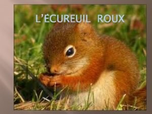 LCUREUIL ROUX Lhabitat Lhabitat prfr de lcureuil roux