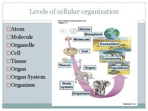 Atom molecule organelle cell