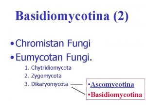 Basidiomycotina 2 Chromistan Fungi Eumycotan Fungi 1 Chytridiomycota