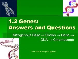 1 2 Genes Answers and Questions Nitrogenous Base