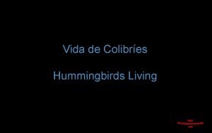 Vida de Colibres Hummingbirds Living Los colibres estn