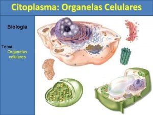 Citoplasma Organelas Celulares Biologia Tema Organelas celulares Citoplasma