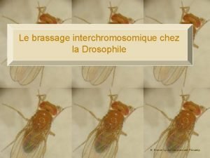 Le brassage