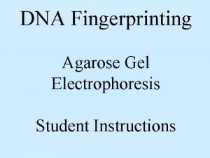 DNA Fingerprinting Agarose Gel Electrophoresis Student Instructions Agarose