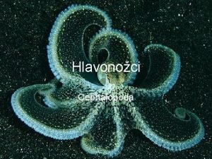 Hlavonoci Cephalopoda Klasifikace e ivoichov Animalia Kmen Mkki
