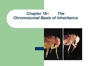 Chapter 15: the chromosomal basis of inheritance