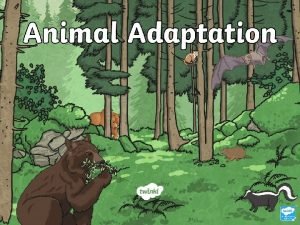 What Is Adaptation Adaptation is the process of
