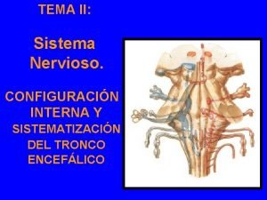 TEMA II Sistema Nervioso CONFIGURACIN INTERNA Y SISTEMATIZACIN