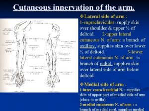 Arm cutaneous innervation