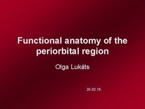 Periorbital region anatomy