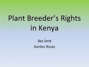 Plant Breeders Rights in Kenya Bas Smit Kordes