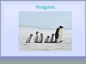 Penguin penguin vk