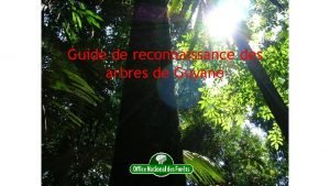 Guide de reconnaissance des arbres de Guyane 1