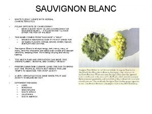 SAUVIGNON BLANC WHITE FLESHY GRAPE WITH HERBAL CHARACTERISTICS