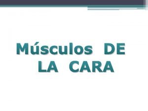 Msculos Msculos