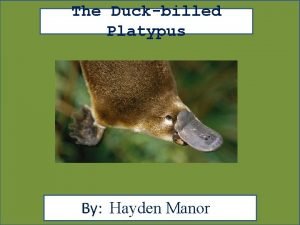 Are platypuses poisonous
