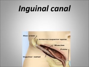 Inguinal canal Inguinal Canal It is an oblique