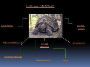 TORTUGA GALAPAGOS HABITAT o ubicacin ALIMENTACION PLAN DE