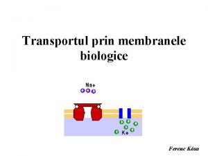 Transport activ secundar