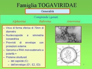 Famiglia TOGAVIRIDAE Generalit Alphavirus Comprende i generi Rubivirus