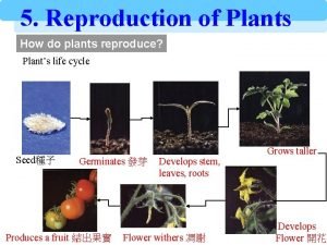 Tomato asexual reproduction
